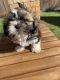 Shih Tzu Puppies for sale in Rockwall, TX, USA. price: $1,500