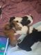 Shih Tzu Puppies for sale in Indianapolis, IN, USA. price: $600