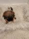 Shih Tzu Puppies for sale in Conroe, TX 77304, USA. price: $1,000