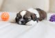 Shih Tzu Puppies for sale in Belton, TX, USA. price: $700