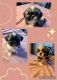 Shih Tzu Puppies for sale in Simpsonville, SC 29681, USA. price: $1,000
