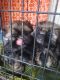 Shih Tzu Puppies for sale in Redlands, CA, USA. price: $300