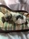 Shih Tzu Puppies for sale in Bumpass, VA, USA. price: $1,200