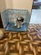 Shih Tzu Puppies for sale in Maduravoyal, Chennai, Tamil Nadu, India. price: 10000 INR