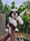 Shih Tzu Puppies for sale in Anna Nagar, Chennai, Tamil Nadu, India. price: 18000 INR