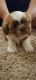 Shih Tzu Puppies for sale in Duncan, SC, USA. price: $1,500