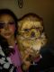 Shih Tzu Puppies for sale in Las Vegas, NV, USA. price: $2,900