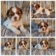 Shih Tzu Puppies for sale in Asheboro, NC, USA. price: $1,200