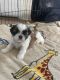 Shih Tzu Puppies for sale in Murrieta, CA, USA. price: $900