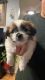 Shih Tzu Puppies for sale in Brooklyn Park, MN, USA. price: NA