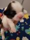 Shih Tzu Puppies for sale in Orange County, CA, USA. price: NA