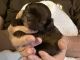 Shih Tzu Puppies for sale in Riceville, TN 37370, USA. price: $1,500