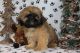 Shih Tzu Puppies for sale in Liberal, MO 64762, USA. price: NA