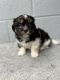Shih Tzu Puppies for sale in Winter Garden, FL 34787, USA. price: $850