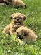 Shih Tzu Puppies for sale in Orlando, FL, USA. price: $1,000