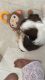 Shih Tzu Puppies for sale in Gachibowli, Hyderabad, Telangana, India. price: 25000 INR