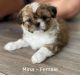 Shih Tzu Puppies for sale in Tampa-St. Petersburg Metropolitan Area, FL, USA. price: $975