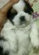 Shih Tzu Puppies for sale in Guntur, Andhra Pradesh, India. price: 25000 INR
