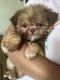 Shih Tzu Puppies for sale in Bowling Green, VA 22427, USA. price: $900