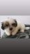 Shih Tzu Puppies for sale in Warren, MI, USA. price: $1,000
