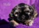 Shih Tzu Puppies for sale in Duff, TN 37729, USA. price: NA