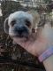 Shih Tzu Puppies for sale in Crawfordville, FL 32327, USA. price: NA