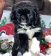 Shih Tzu Puppies for sale in Salem, OR, USA. price: $1,400
