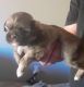 Shih Tzu Puppies for sale in Scottsdale, AZ, USA. price: $1,500