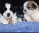 Shih Tzu Puppies for sale in Sonipat, Haryana 131001, India. price: 25000 INR