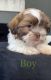 Shih Tzu Puppies for sale in Houston, TX 77053, USA. price: $1,250