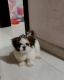 Shih Tzu Puppies for sale in New Panvel East, Panvel, Navi Mumbai, Maharashtra 410206, India. price: 20000 INR