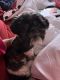Shih Tzu Puppies for sale in Denver, CO, USA. price: $1,500