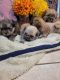 Shih Tzu Puppies for sale in 1734 E Ave Q13, Palmdale, CA 93550, USA. price: NA