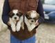 Shih Tzu Puppies for sale in Ashok Nagar, Chennai, Tamil Nadu, India. price: 18000 INR