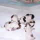 Shih Tzu Puppies for sale in Warren, OH 44485, USA. price: $650