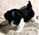 Shih Tzu Puppies for sale in Atascocita, TX 77346, USA. price: $850