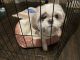 Shih Tzu Puppies for sale in Harlingen, TX, USA. price: NA