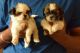 Shih Tzu Puppies for sale in Bengaluru, Karnataka, India. price: 20000 INR