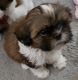 Shih Tzu Puppies for sale in 701 Cultural Park Blvd, Cape Coral, FL 33990, USA. price: $1,500