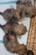 Shih Tzu Puppies for sale in Covington, GA, USA. price: NA