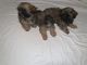 Shih Tzu Puppies for sale in Ocala, FL, USA. price: $1,800