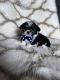 Shih Tzu Puppies for sale in Atlanta, GA, USA. price: $900