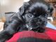 Shih Tzu Puppies for sale in Ann Arbor, MI, USA. price: $1,200