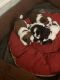 Shih Tzu Puppies for sale in Greater Noida, Uttar Pradesh, India. price: 30 INR