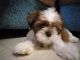 Shih Tzu Puppies for sale in Dombivli, Maharashtra, India. price: 20000 INR