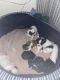 Shih Tzu Puppies for sale in Malviya Nagar, New Delhi, Delhi 110017, India. price: 25000 INR