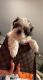 Shih Tzu Puppies for sale in Chicago, IL, USA. price: $1,000