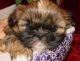 Shih Tzu Puppies for sale in Roswell, NM, USA. price: $500