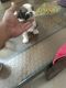 Shih Tzu Puppies for sale in Kukatpally, Hyderabad, Telangana, India. price: 18000 INR