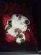 Shih Tzu Puppies for sale in Naugatuck, CT 06770, USA. price: NA